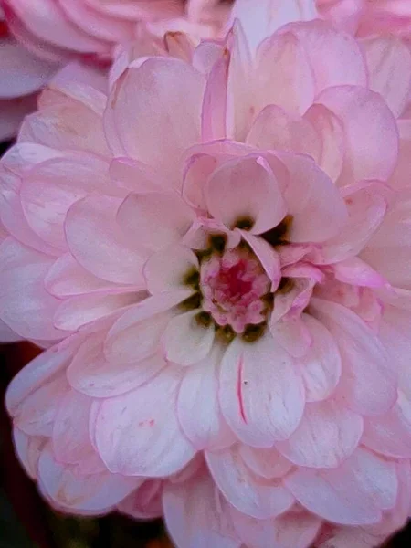 정원에 아름다운 분홍빛 히드라 — 스톡 사진