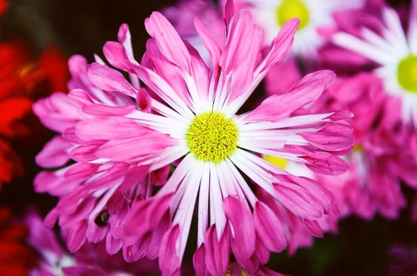 美丽的花朵 花卉概念背景 — 图库照片