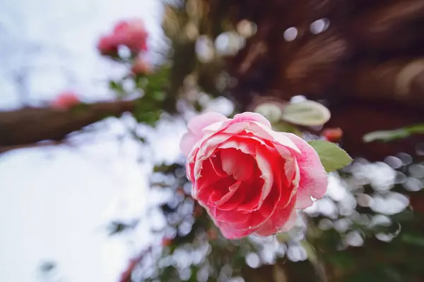 Bella Rosa Rossa Giardino — Foto Stock