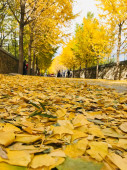 podzimní listí v parku