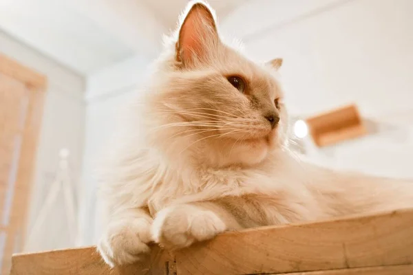 Gato Sentado Suelo — Foto de Stock