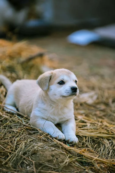 Cute Dog Park — Stock Photo, Image