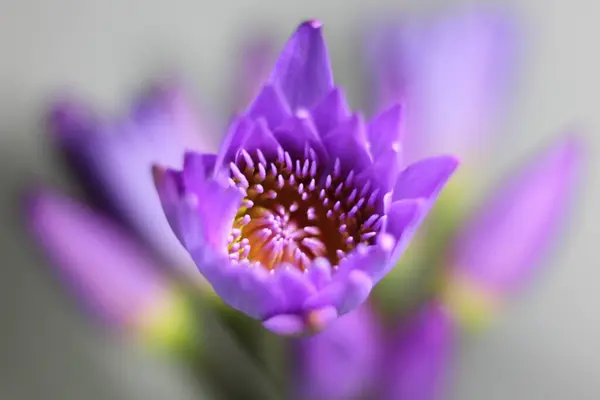 花园里的紫色荷花 — 图库照片