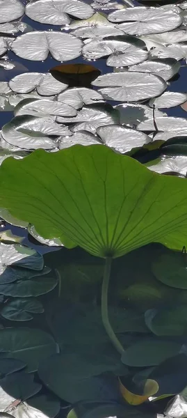 Stock image lotus flower in the pond