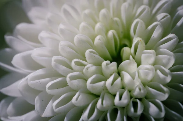 Крупный План Белого Цветка Хризантемы — стоковое фото