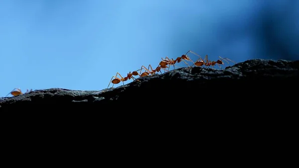 a closeup shot of a black and white ant