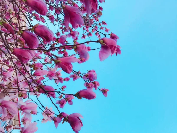 Stock image beautiful pink magnolia flowers on a blue background