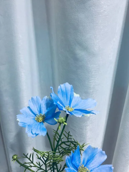 파란색 — 스톡 사진