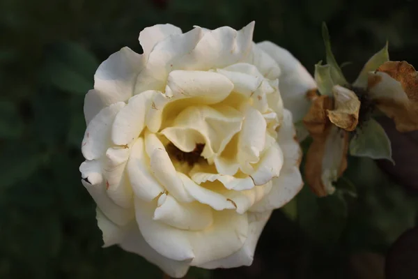 Hermosas Rosas Blancas Jardín — Foto de Stock