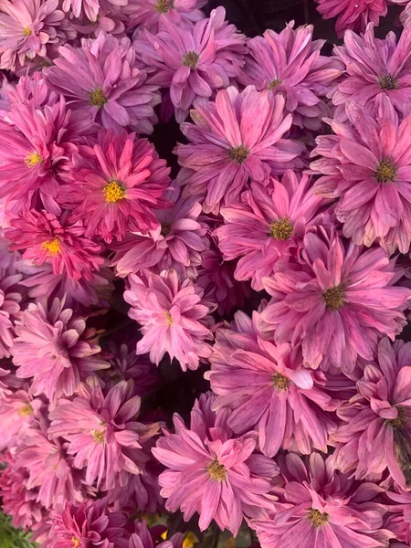 花园里美丽的粉红色菊花 — 图库照片