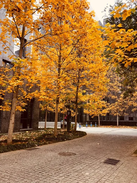 stock image autumn park in the city