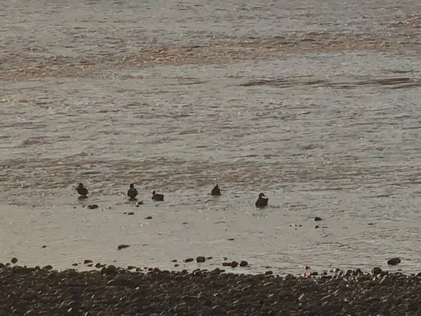 Seagulls Beach — Stock Photo, Image