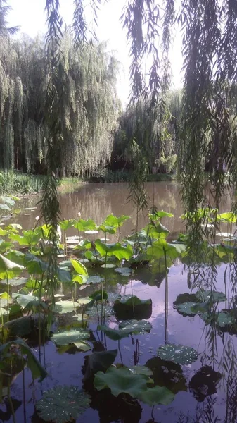 stock image beautiful view of the lake in the park