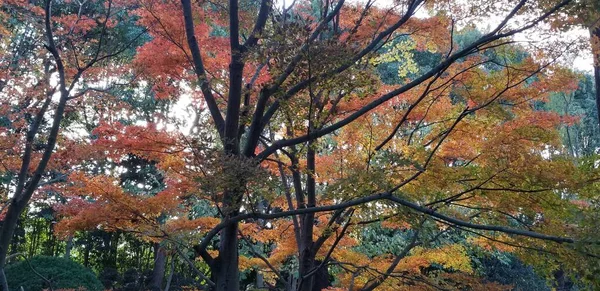 stock image autumn leaves, fall season flora