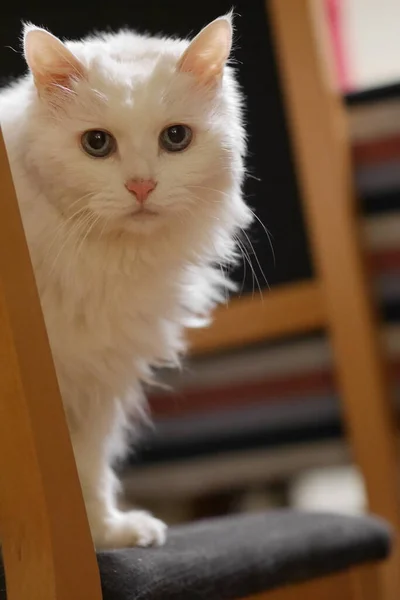 Lindo Gato Con Libro — Foto de Stock
