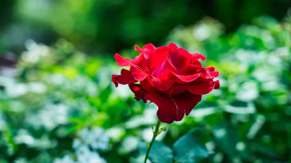 Beautiful Red Rose Garden — Stock Photo, Image