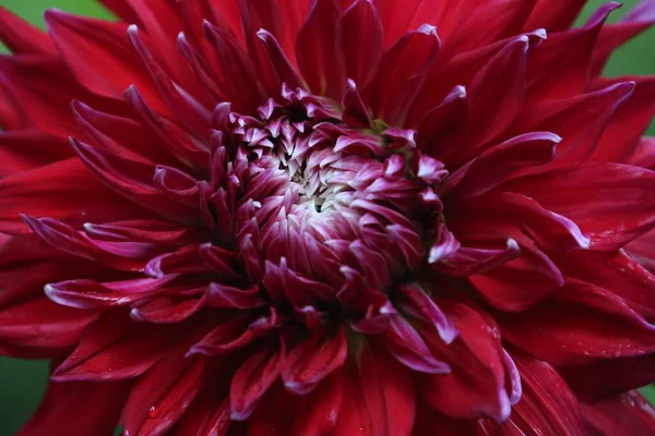 Красивый Красный Цветок Георгины Саду — стоковое фото