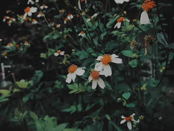 Stock image beautiful flowers in the garden