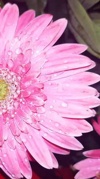 Красивый Розовый Цветок Герберы Саду — стоковое фото