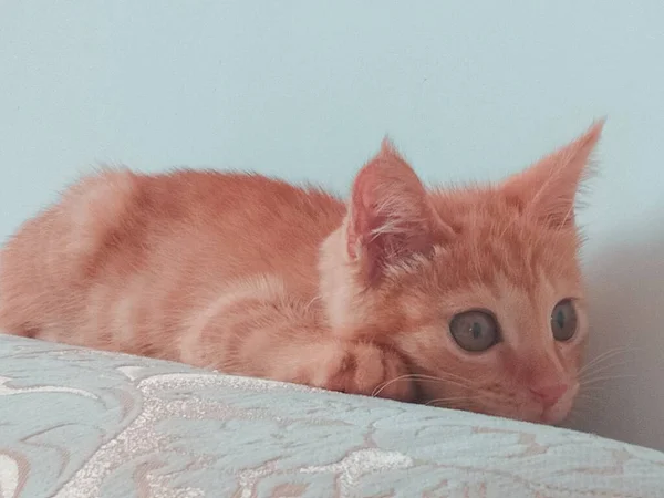 stock image cute little kitten on a white background