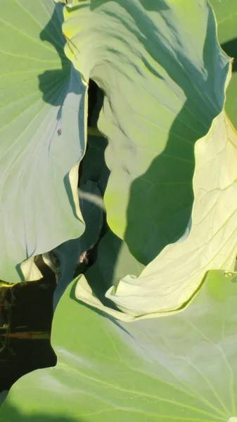 Stock image green leaves, flora and foliage