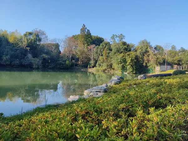 stock image beautiful landscape with trees and green leaves