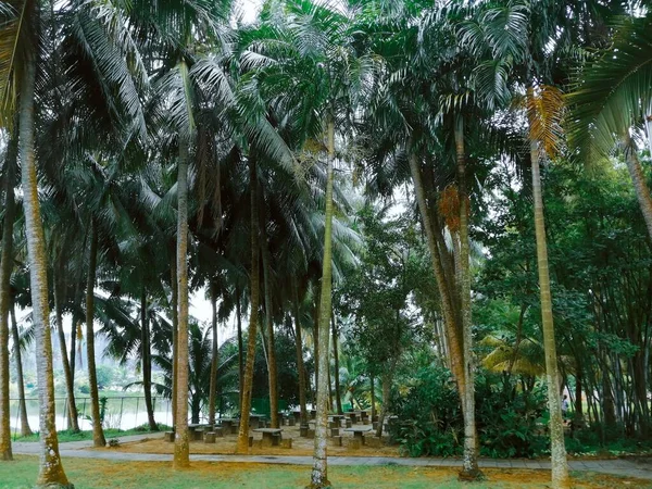 palm trees in the park