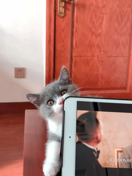 cat with a mobile phone