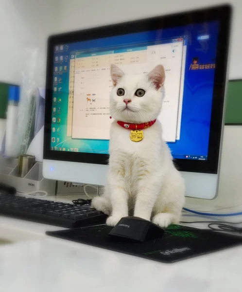 cat with a mouse