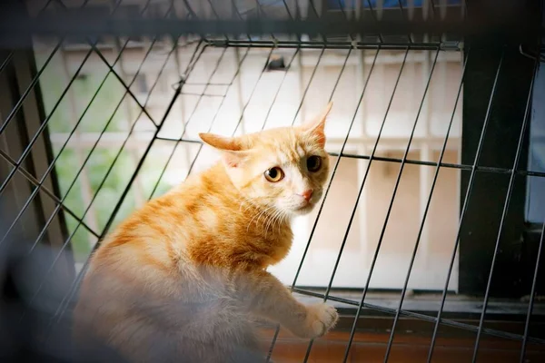 cat in the cage