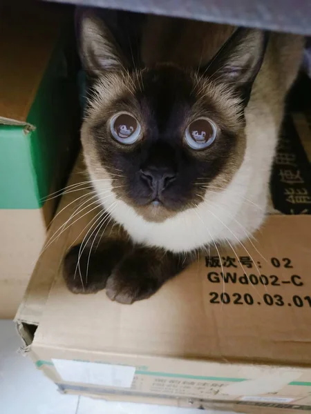 cat in the box