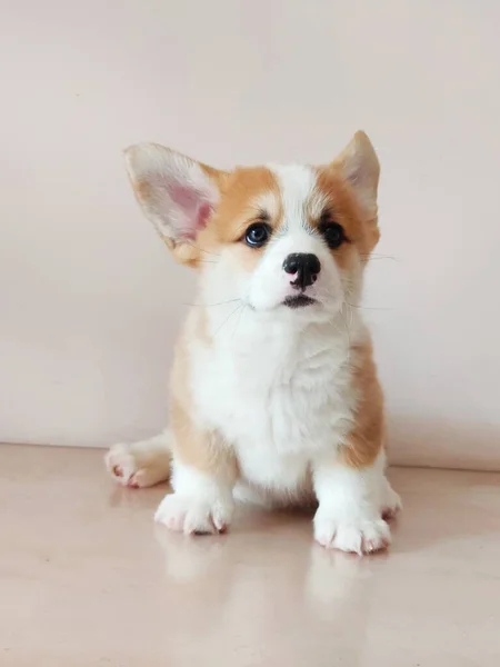 cute chihuahua dog on a white background