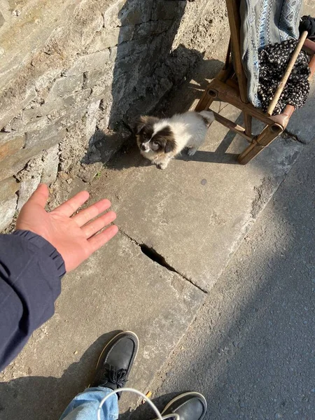 cat sitting on the floor and eating a dog