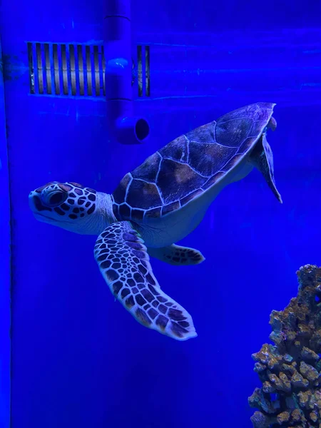 underwater view of a beautiful white sea turtle