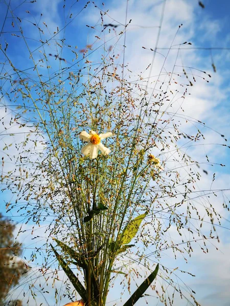 bird nest with white flowers on the tree