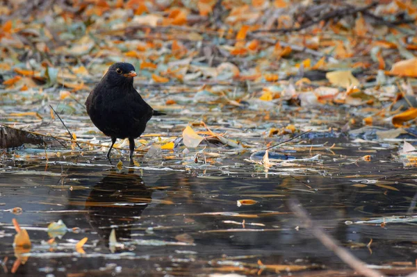 a bird is sitting on the ground in the water