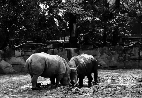 black and white elephant in the zoo