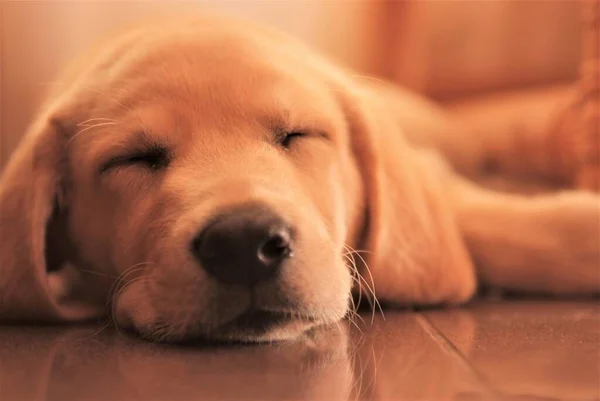 golden retriever dog lying on the floor