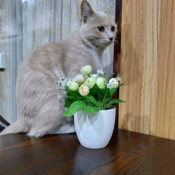 beautiful white cat with flowers on a wooden background