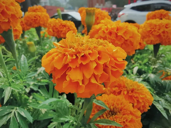 stock image beautiful flowers in the garden