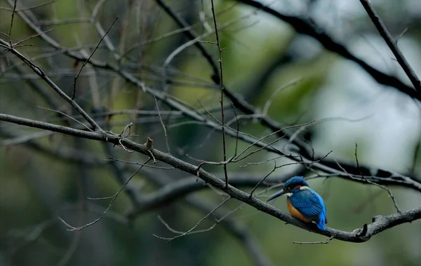 bird in the forest