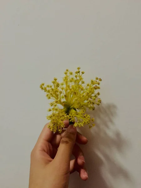 hand holding a flower in a female hands on a white background