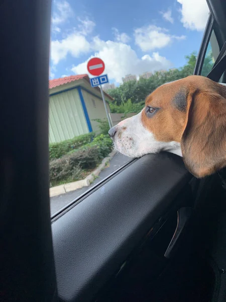 dog sitting on the car window