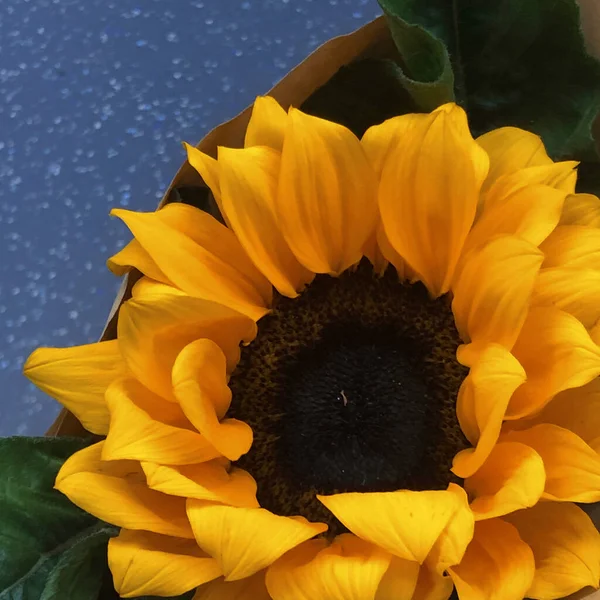 sunflower on a black background