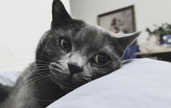 black and white cat with a beautiful face