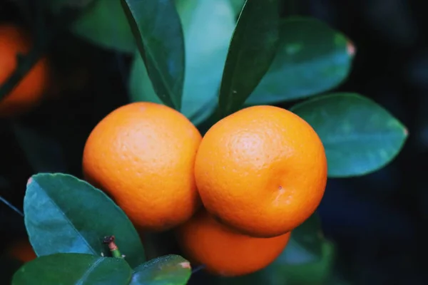 ripe orange fruit on a tree branch