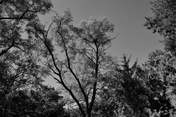 black and white photo of a tree in the forest