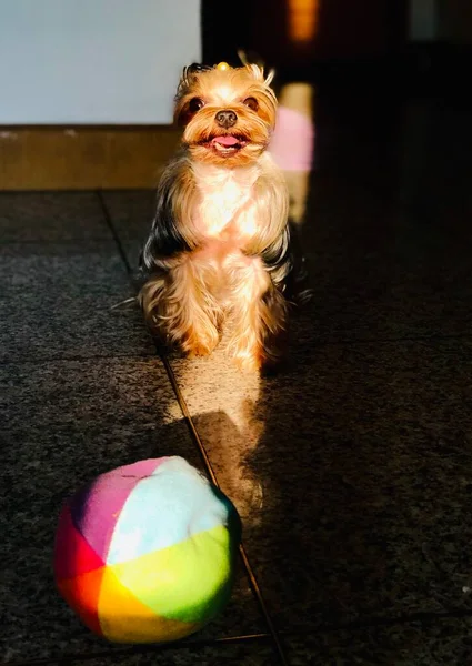 dog with a ball on the floor