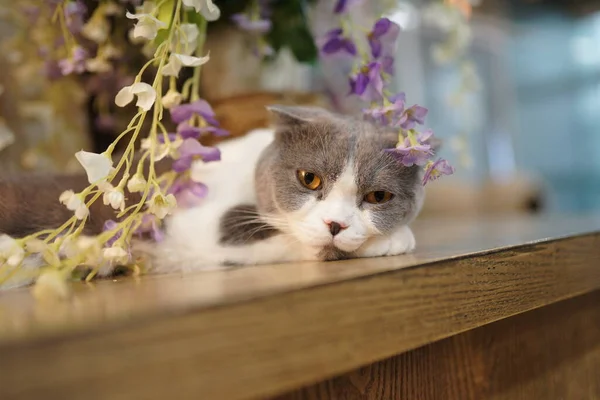 beautiful little kitten in the garden