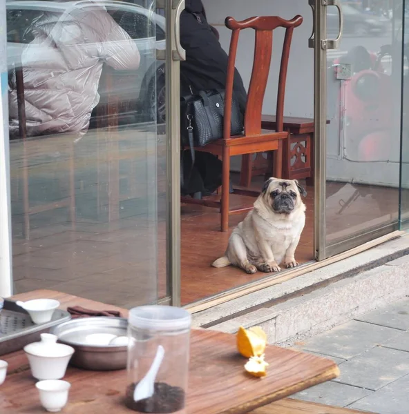 dog drinking coffee in the street